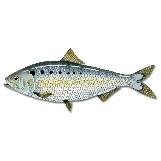 American Shad