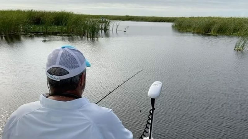 Bass lurking in shallow grass