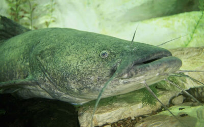 Florida angler lands 55lb record flathead catfish
