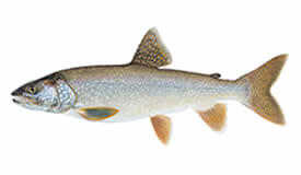 fishing regulations for trout fish