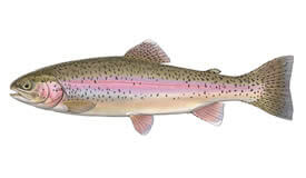 Fishing for Rainbow trout near you