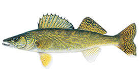 Walleye Fish