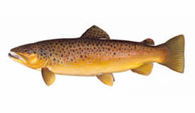 Brown Trout