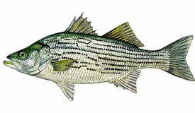 Hybrid Striped Bass  Complete Guide To Hybrid Striped Bass Fishing In US