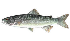 Top 7 Lures for Trophy Lake Trout in Canada