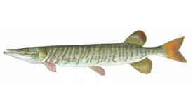 Tiger Muskie - Pennsylvania Fishing Guide