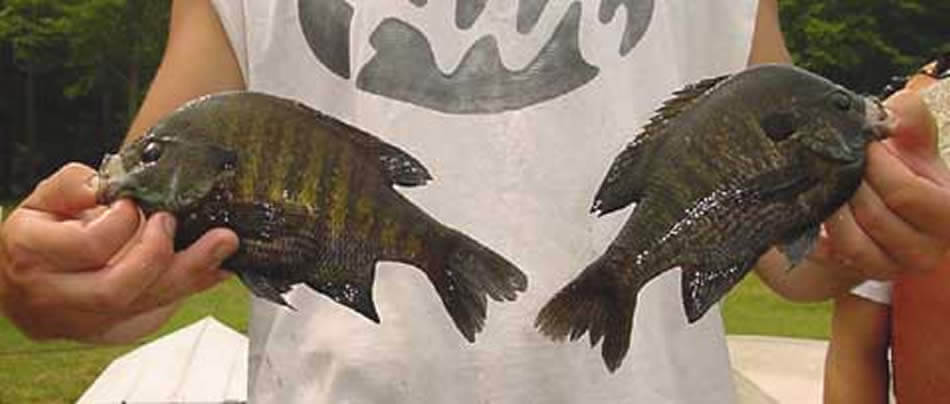 Panfishing In Florida: All You Need To Know About Panfish