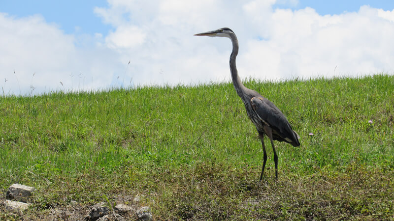 Lake Marion Fl wildlife