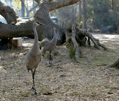 Kissimmeee State Park Sandhill cranes