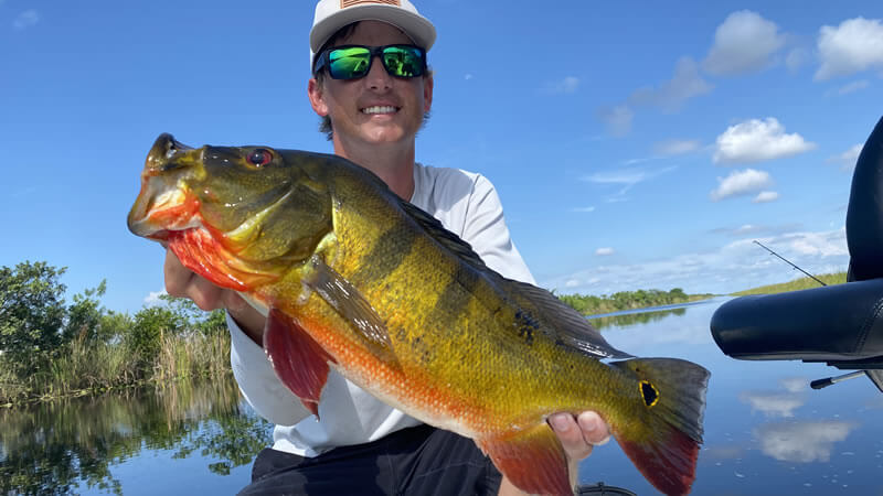 Peacock Bass on fly - Everglades Fishing Guide