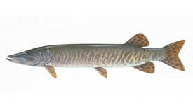 Muskellunge Fish fishing