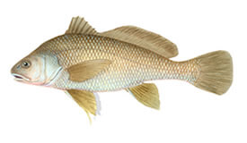 Freshwater Drum Fish