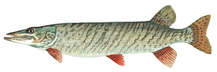 Muskie Fish - Freshwater Apex Predator