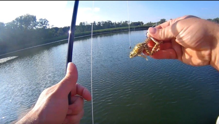 Fishing with Live Maggots: Surprise Big Catch! 