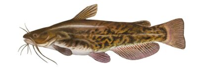 Brown bullhead catfish chin Barbels