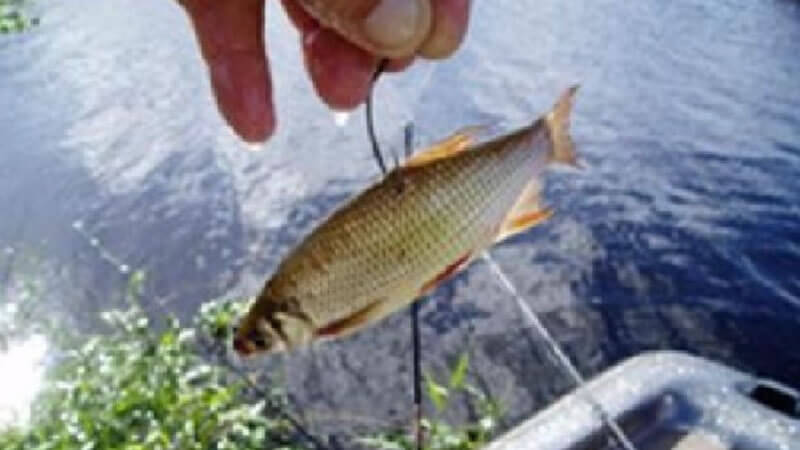 This minnow/perch trap is it legal in Texas freshwater