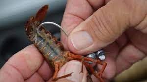 https://storage.googleapis.com/bol-cdn/2022/01/Crayfish-the-right-freshwater-fishing-bait.jpg