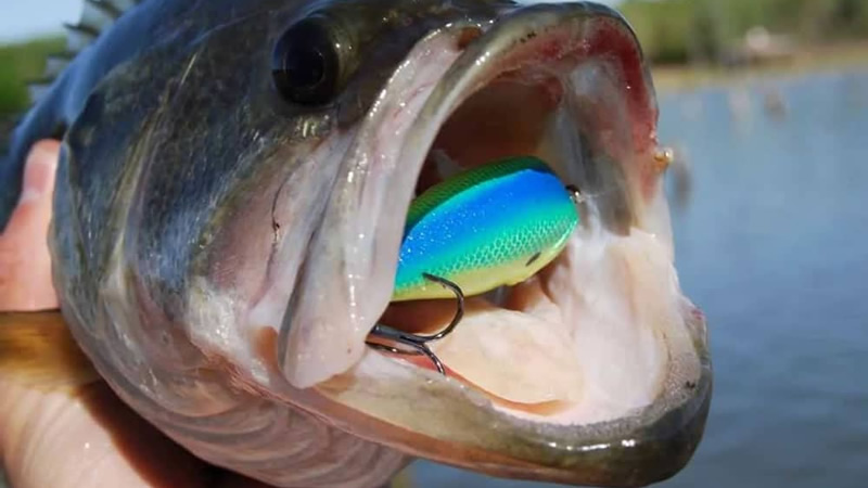A lipless crankbait in the mouth of a Largemouth bass