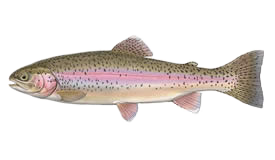 A picture of wild rainbow trout