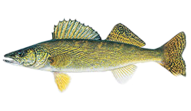 Walleye Fish - An angler holding up a trophy walleye specimen