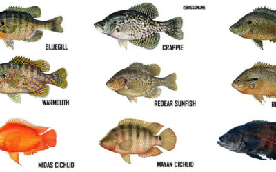 What Is a Panfish?