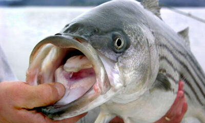 Trolling For Trophy Stripped Bass