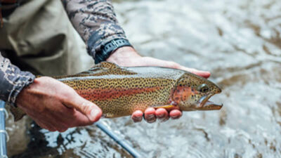 Trolling spoons, inline spinners, and minnow-style baits are recommended for rainbow trout