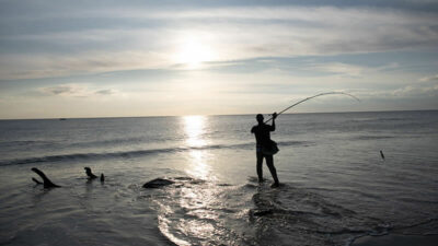 big striped bass fishing from a beach