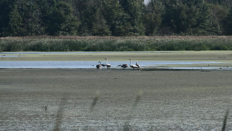 Lake Marion Birds natural resources