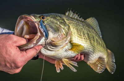 BERKLEY LIPLESS CRANKBAIT