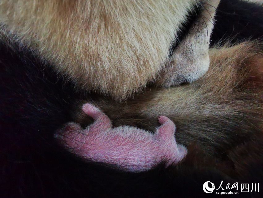 Bayi Panda Terberat se-Dunia Lahir di Wolong
