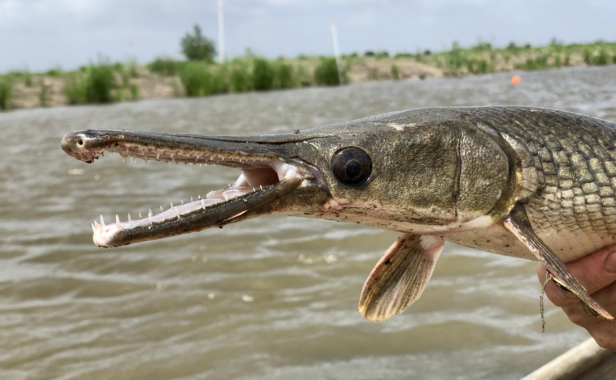 Gegara Ikan Monster Danau di Henan Dikuras