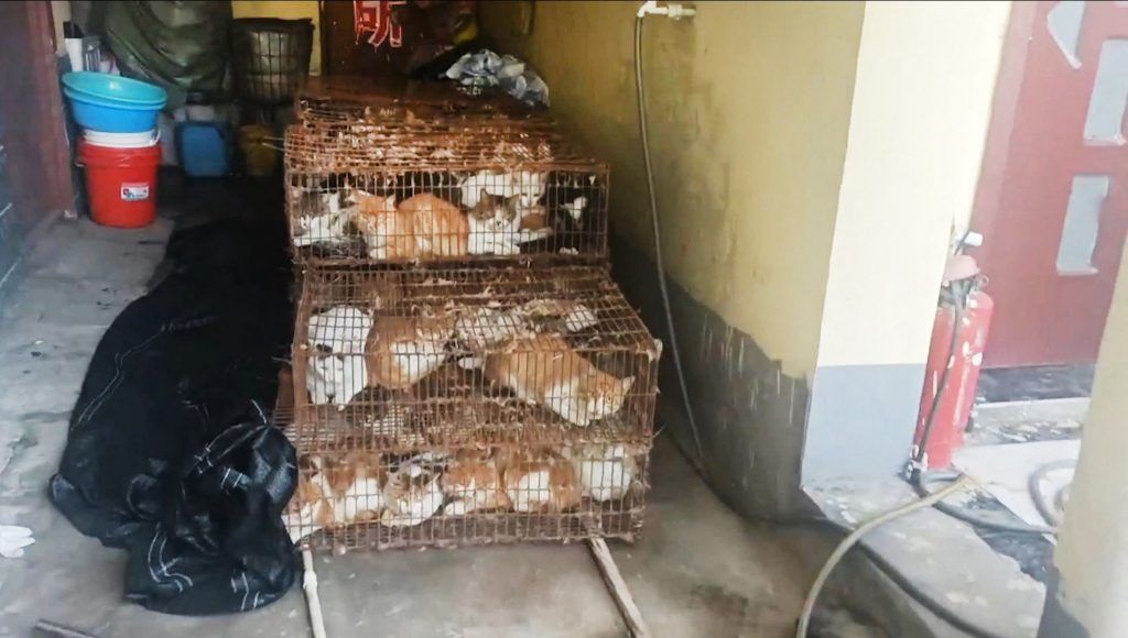 Polisi China Amankan 150 Kucing yang Akan Dijagal