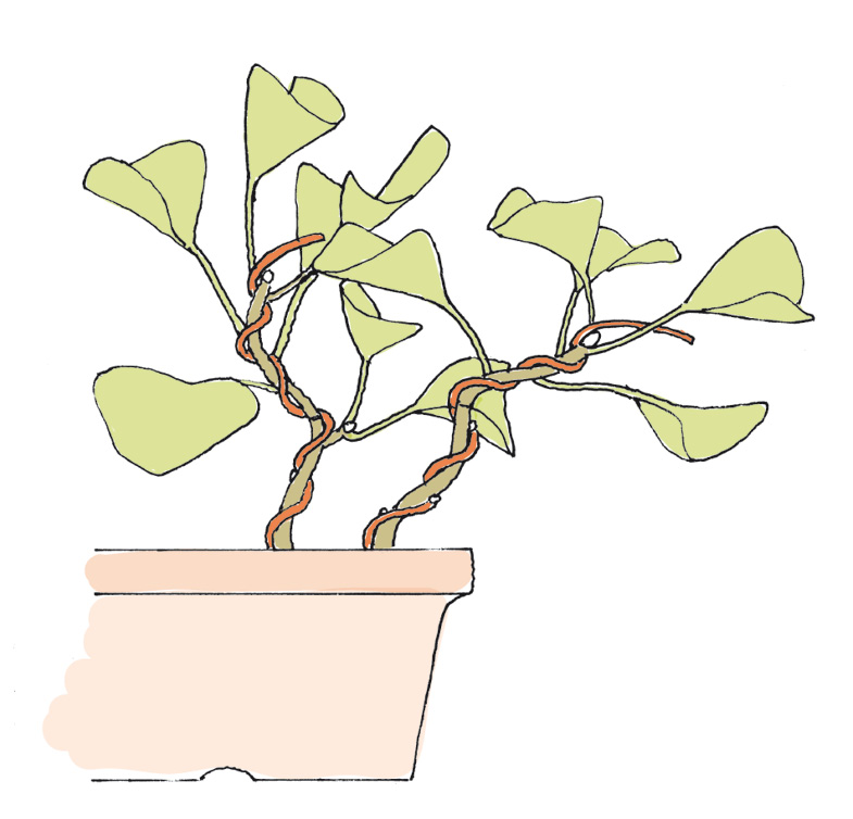 ginkgo11.jpg