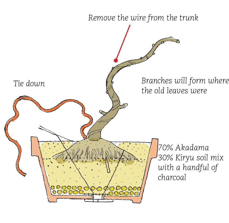 ginkgo13.jpg