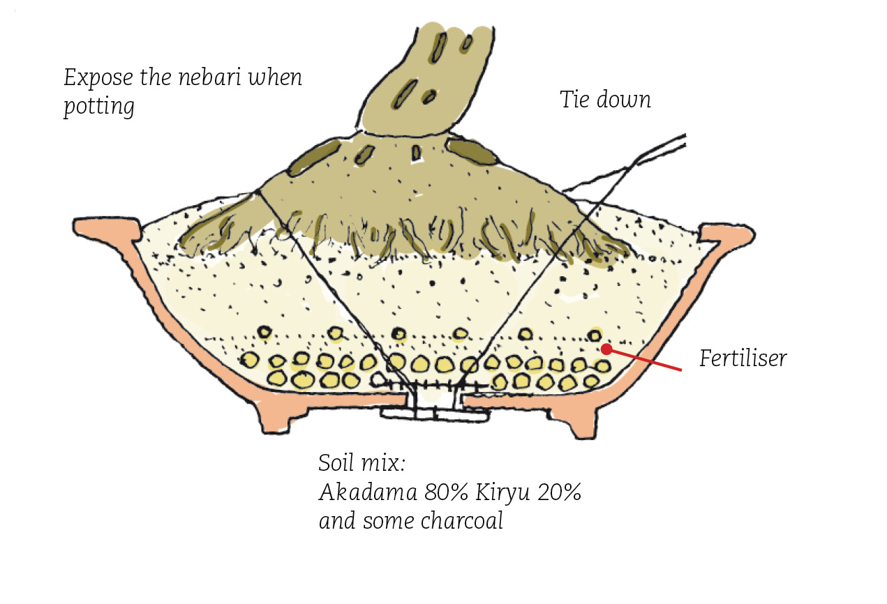 ginkgo16.jpg