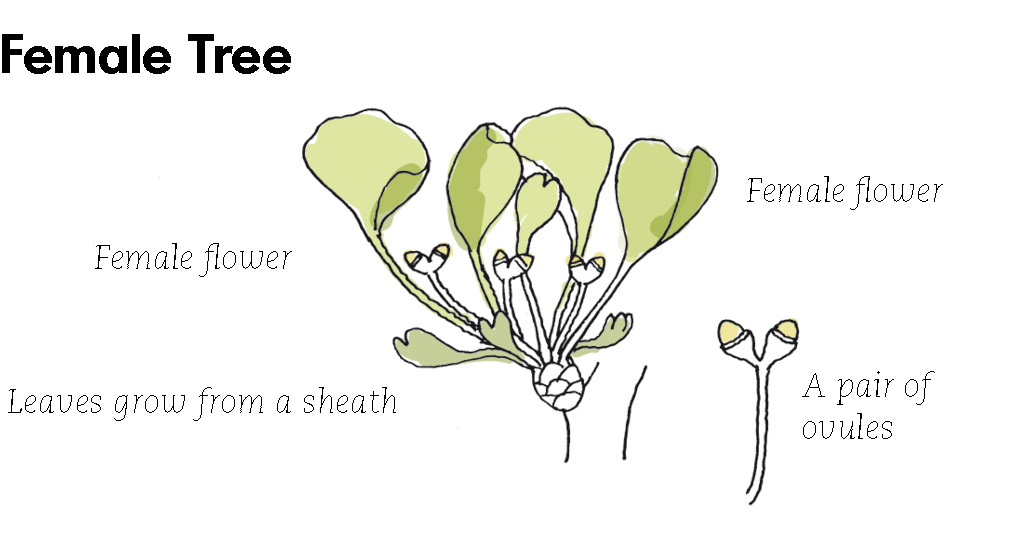 ginkgo2a