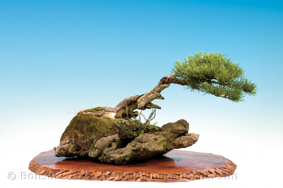 Fukinagashi – Bonsai Today Fukinagashi – Bonsai Today