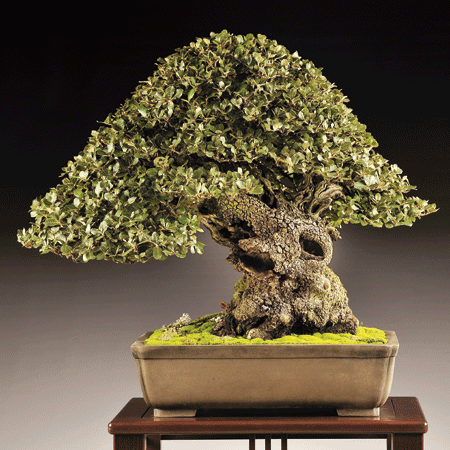 Quercus-ilex-Rafaella-Perilli  Bonsai Today
