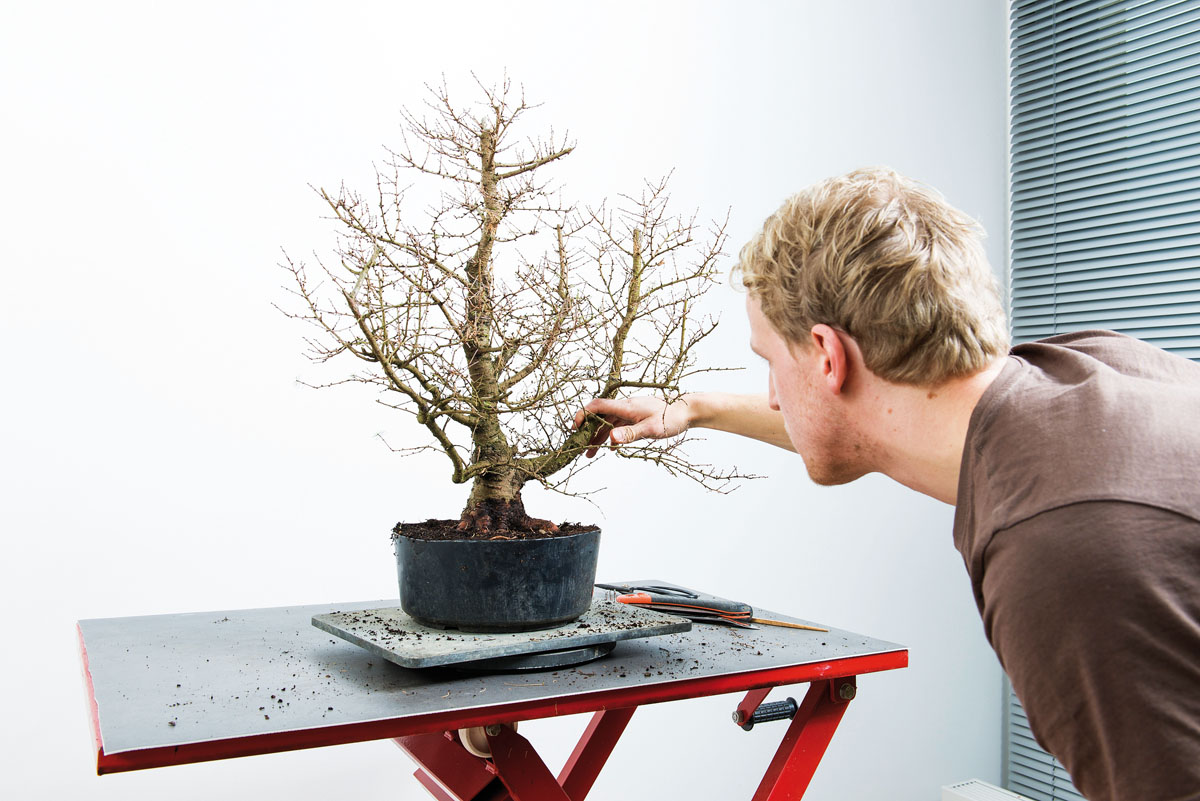 Larix-decidua-Dominique-Bosch-0004