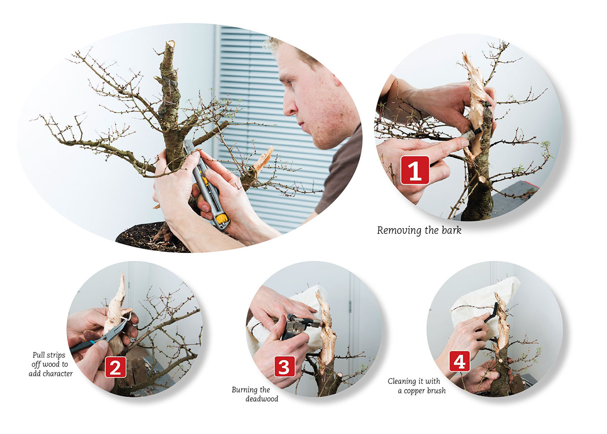 BonsaiToday_Larix_Step3