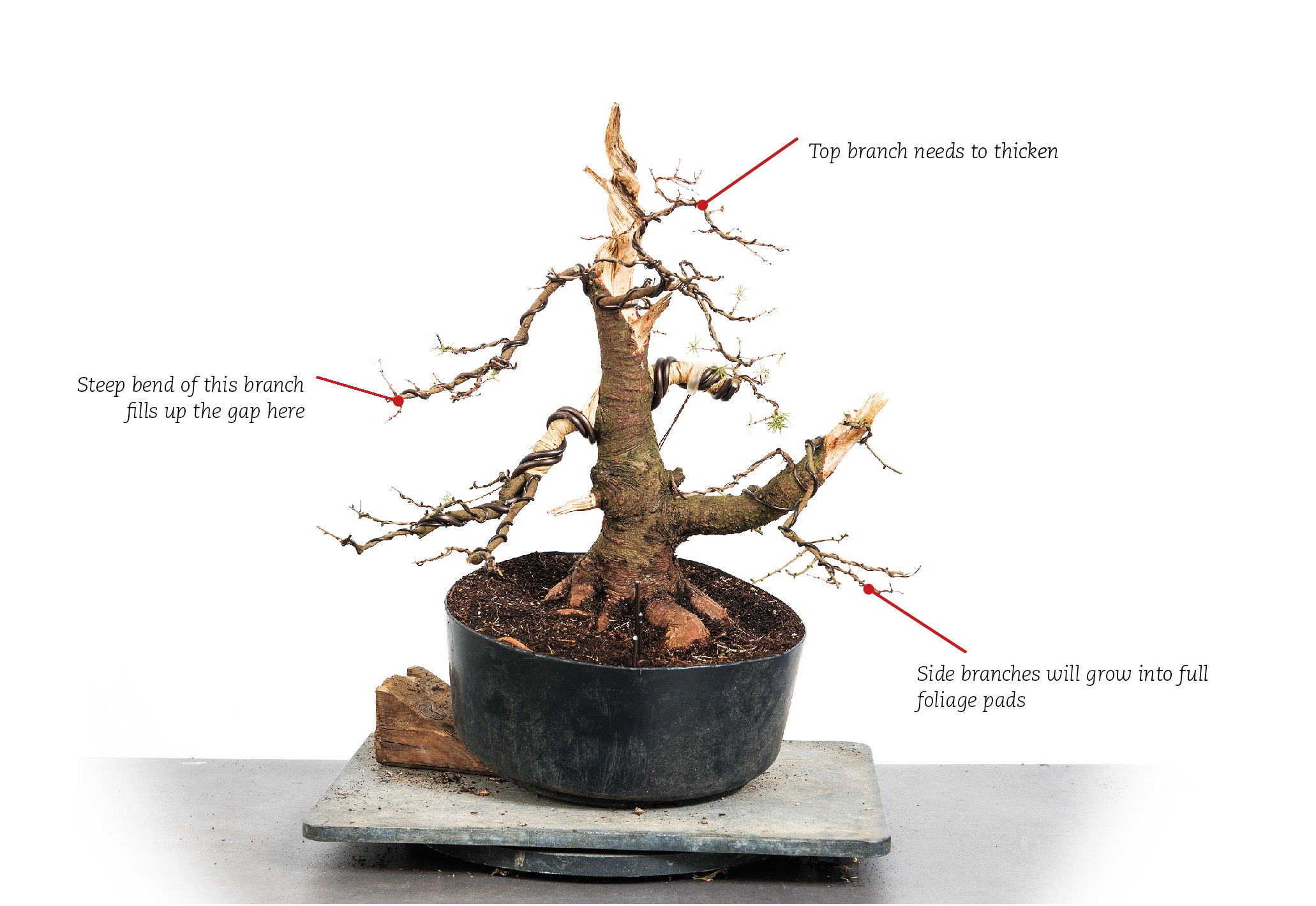 BonsaiToday_Larix_Step5OK