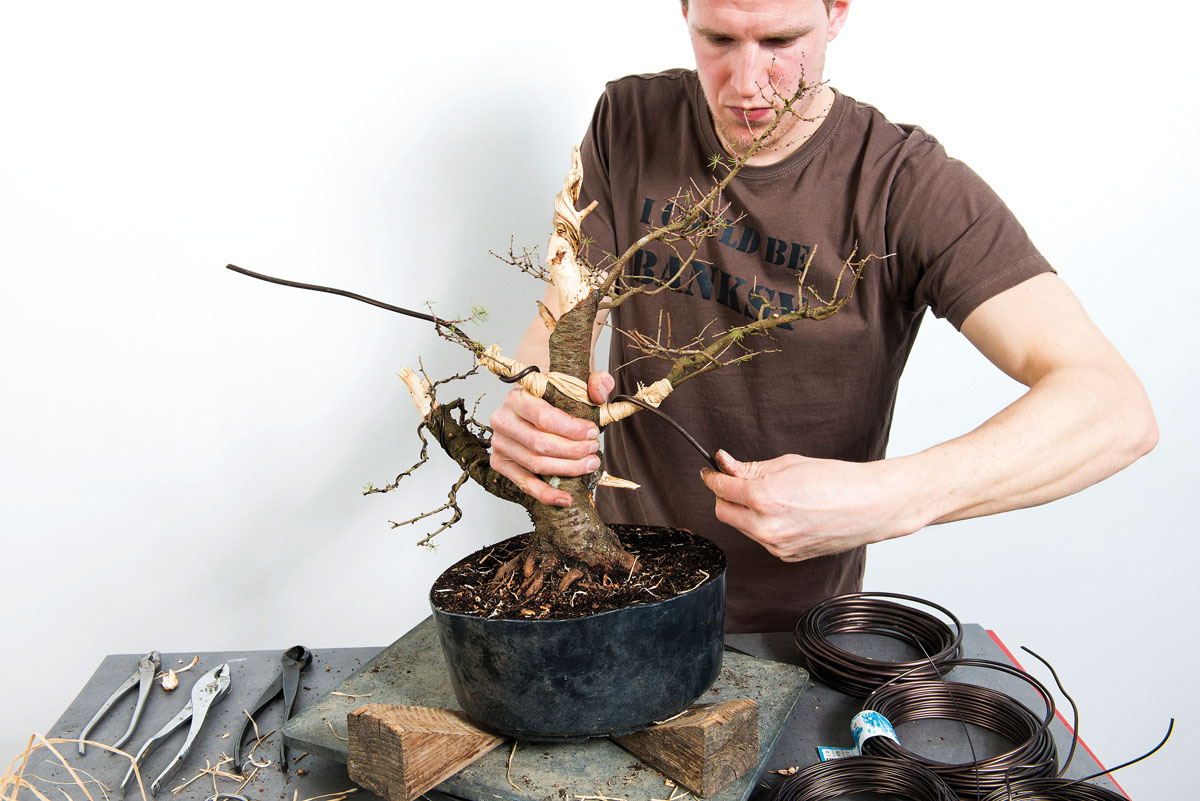 Larix-decidua-Dominique-Bosch-0041
