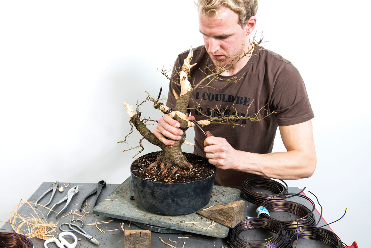 Larix-decidua-Dominique-Bosch-0044