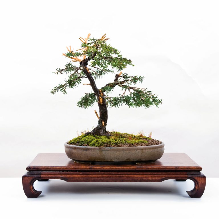 The Bonsai 4 Plastic Model Kit BON-04 Pine (Moyogi)