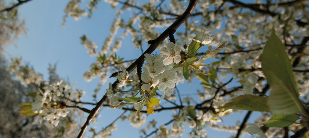 PRUNUS-0024.jpg