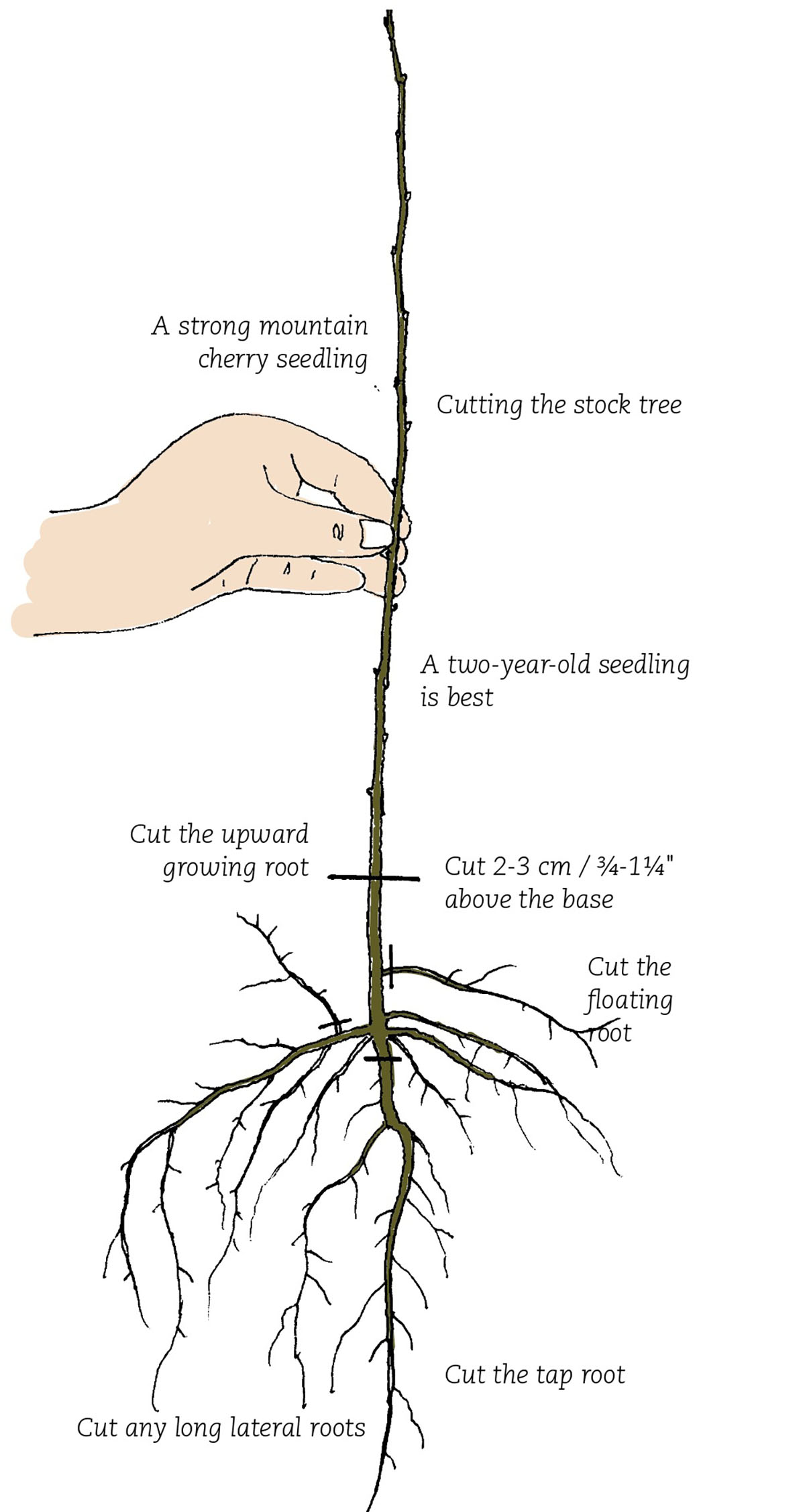 Prunus1.jpg