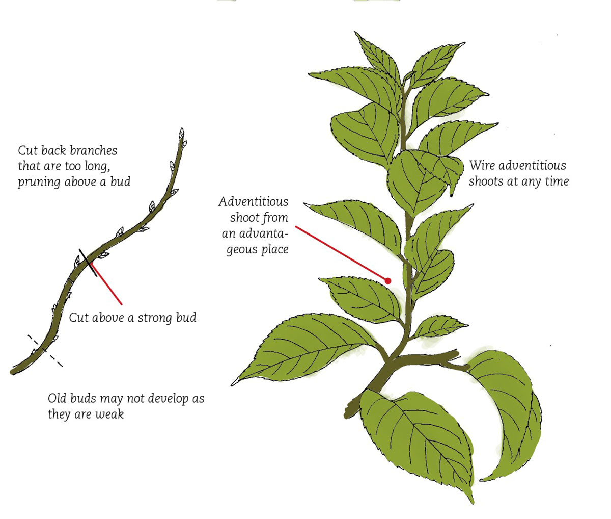 Prunus13