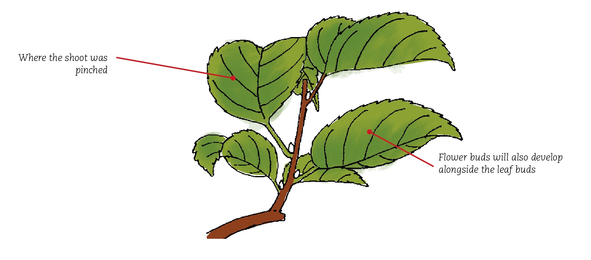 Prunus15