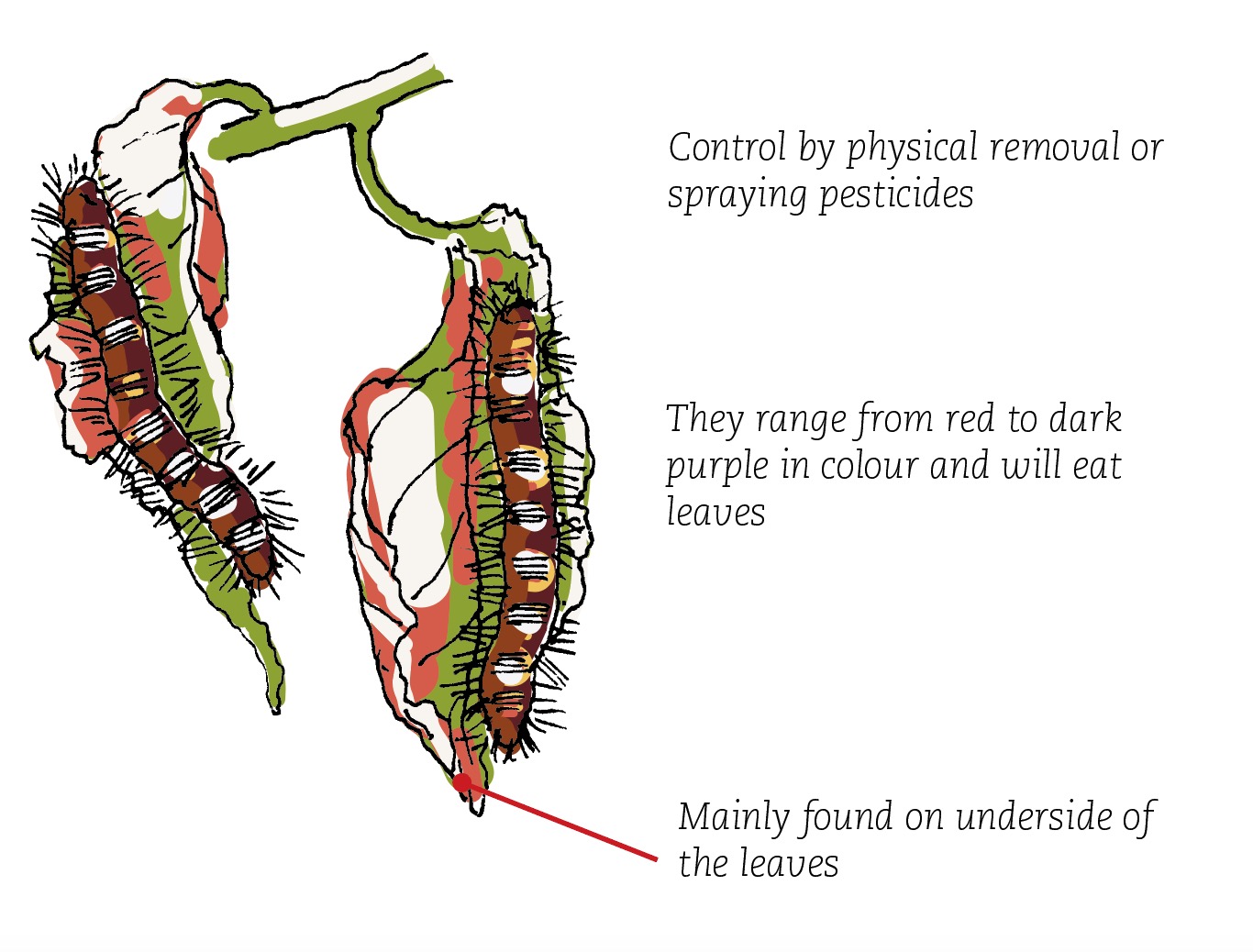 Prunus18